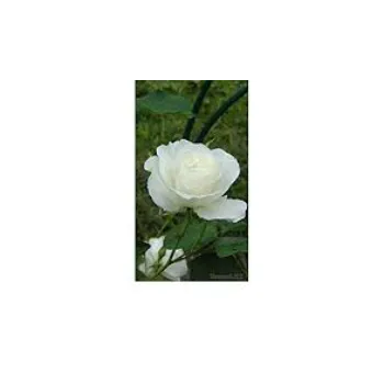 Softness White Rose 